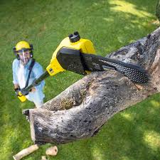 Best Tree Disease Treatment  in Mound, MN