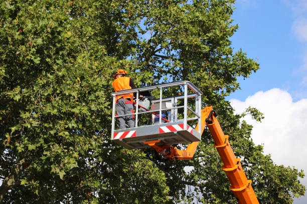 Best Hazardous Tree Removal  in Mound, MN