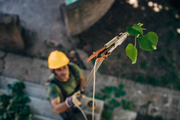 Reliable Mound, MN Tree Removal Solutions