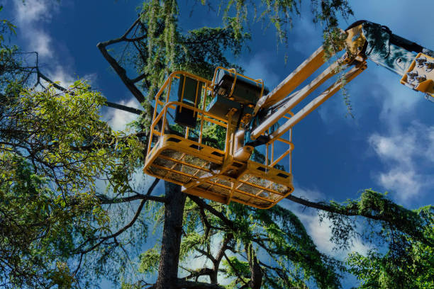 Best Commercial Tree Services  in Mound, MN