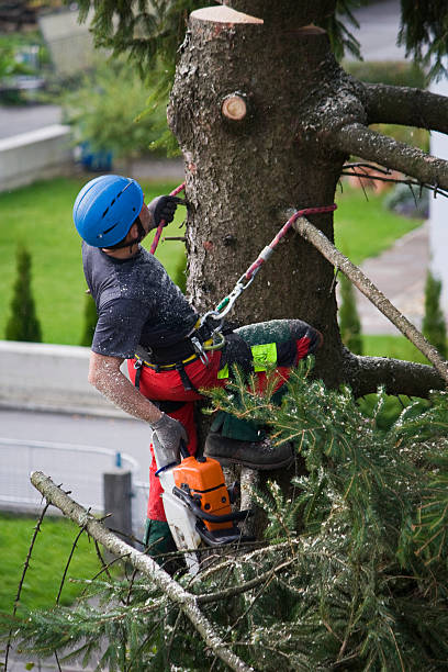 Best Lawn Renovation and Restoration  in Mound, MN