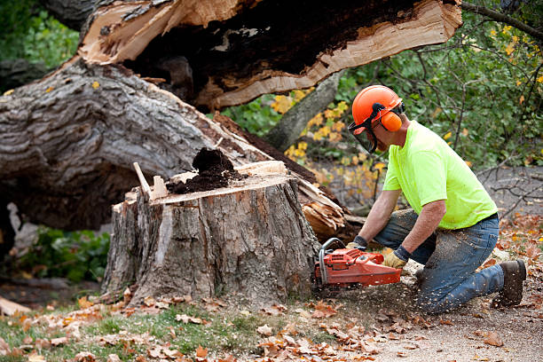 Best Firewood Processing and Delivery  in Mound, MN