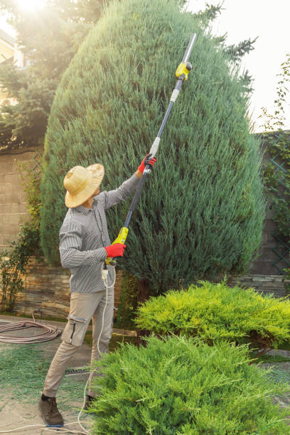 How Our Tree Care Process Works  in  Mound, MN