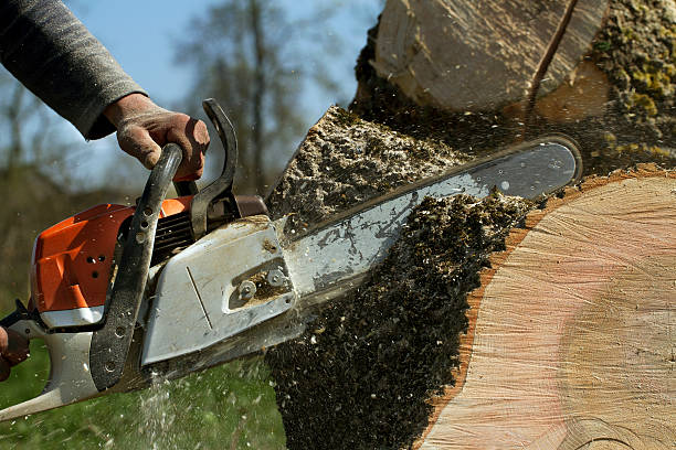 Best Lawn Pest Prevention  in Mound, MN